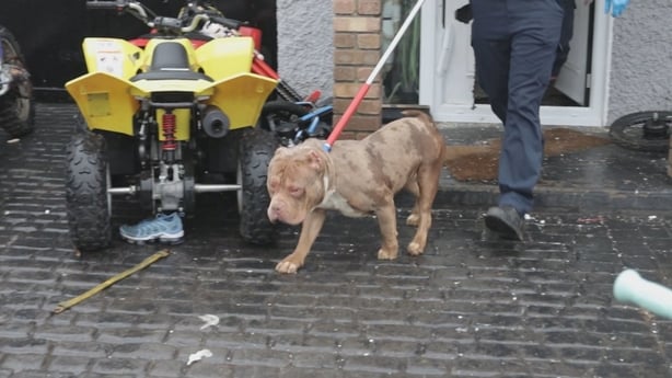 An XL Bully seized from the Hennesys' home