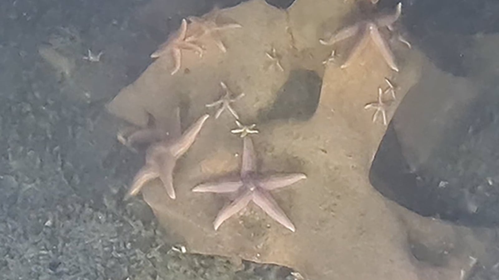 Germany's WWII munitions toxic legacy on Baltic Sea floor