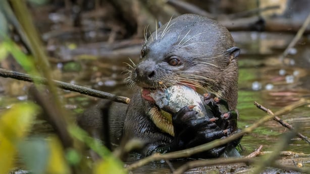 A Giant Otter eating a fish in Añangu Creek in Yasuni National Park in Amazonian Ecuador.