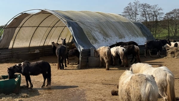 My Lovely Horse Rescue