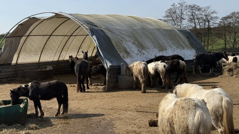 My Lovely Horse Rescue