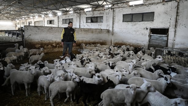 a man in a large barn surrounded by lambs