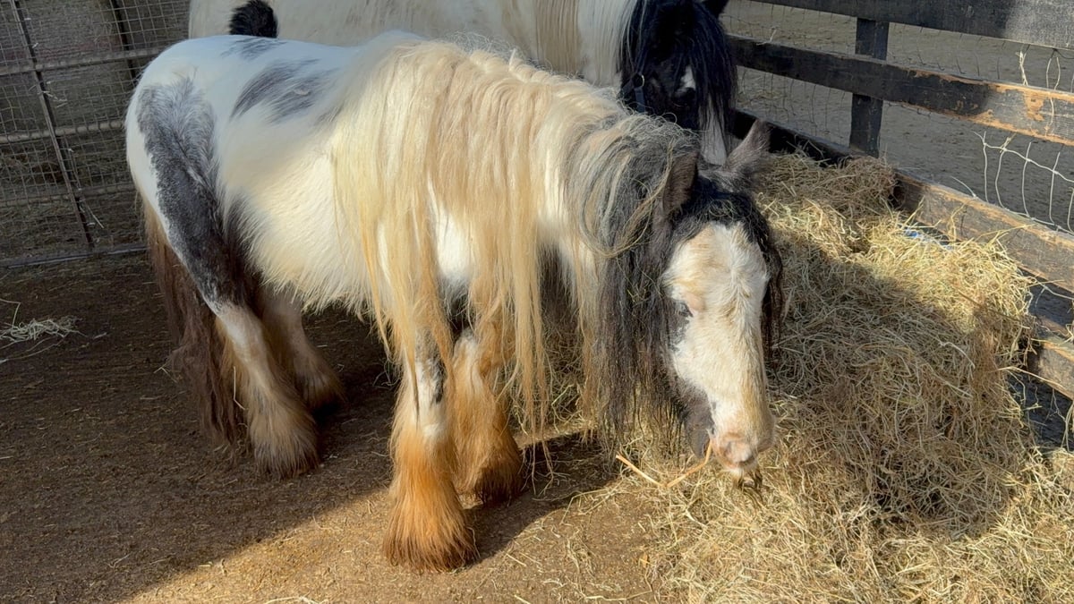 Neglect and cruelty of horses still present in Ireland 