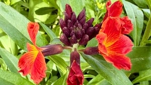 Suaimhneas show image