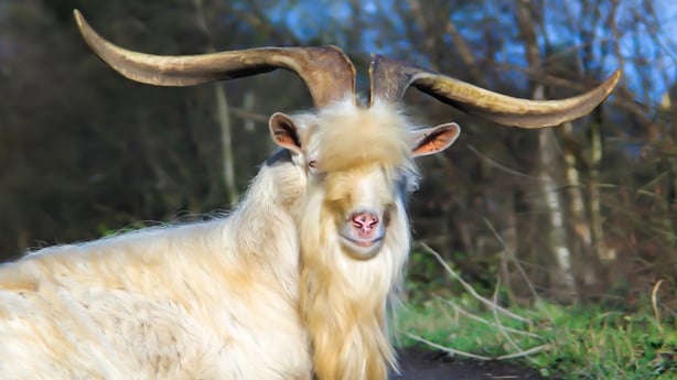Old Irish Goat (photo: Mikroman6 / Getty)