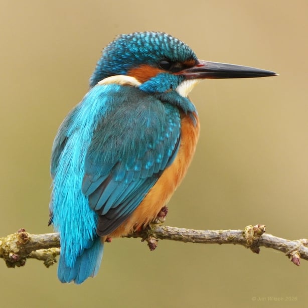 Kingfisher (photo by Jim Wilson)