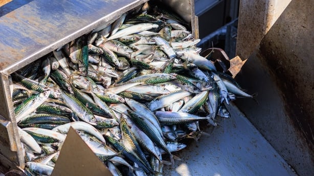 Atlantic mackerel collected by a commercial fishing boat