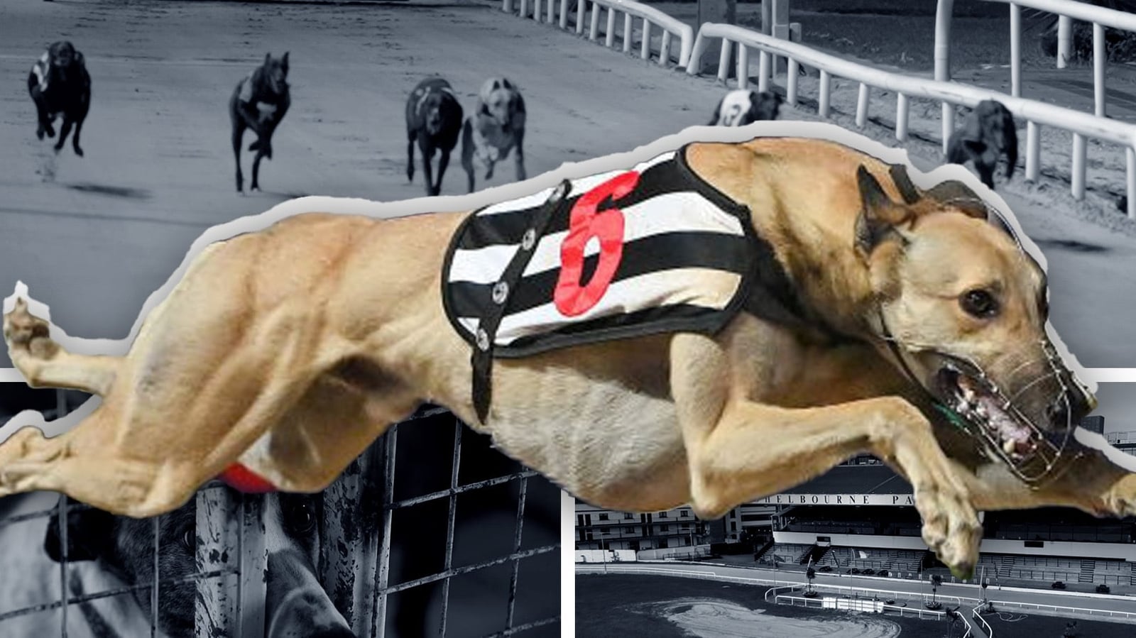 UK bans reignite debate over greyhound racing in Ireland