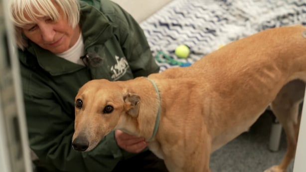 Geraldine Gunning, Limerick Animal Welfare