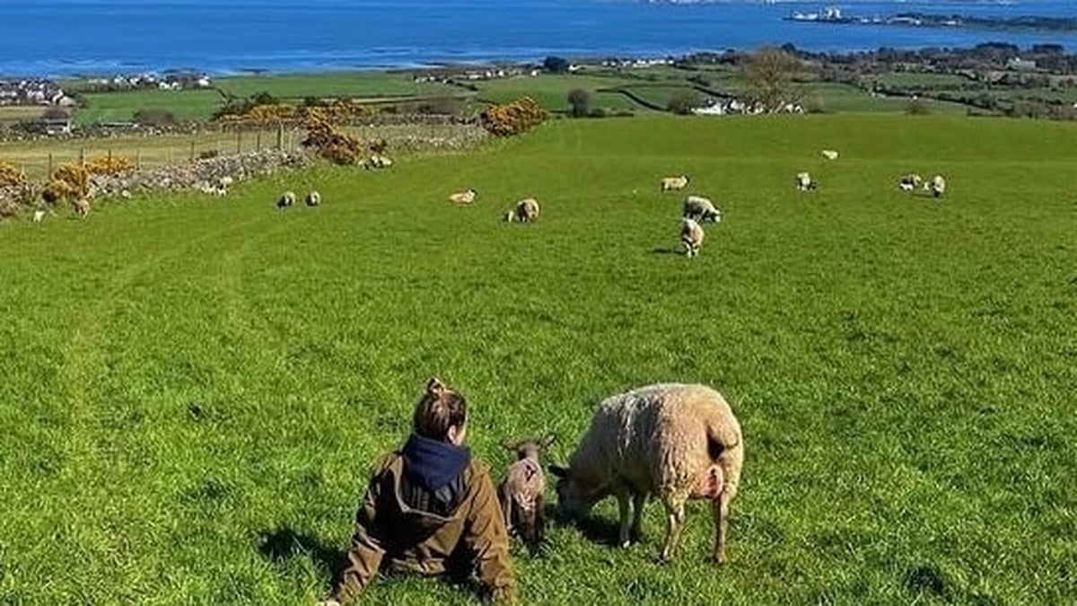 The joys of spring: Behind the scenes on a sheep farm during lambing season