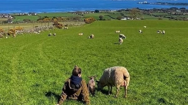 The joys of spring: Behind the scenes on a sheep farm during lambing s...