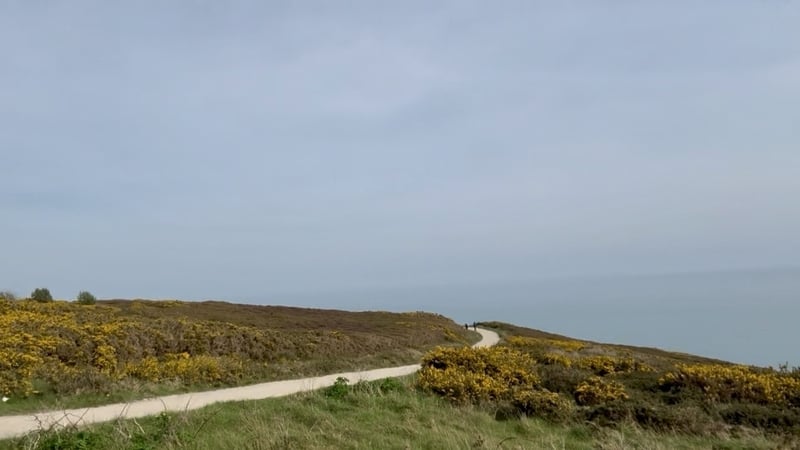 a pathway runs through gorse bushes with the sea in the background