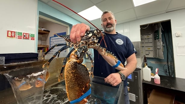 a man called declan mcmanus holds up a large lobster in a restaurant kitchen