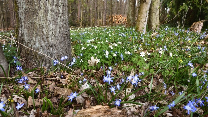 Nature File returns with Woodland Wildflowers for the first episode of Season 10. Hear it every Saturday morning on Daybreak.