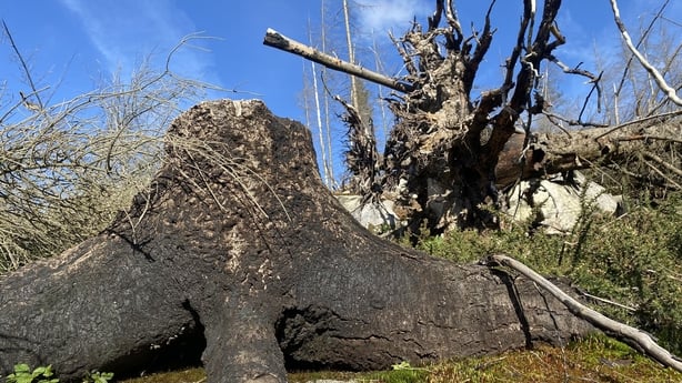 Damage caused by forest fires