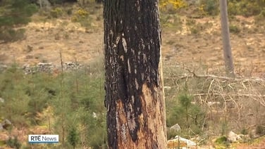 Call for vigilance during high-risk period for wildfires