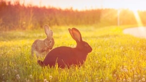 Wildtrack Monday 6 April 2026 show image