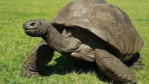 A giant 194 year old tortoise has come back from the dead after fake news of his demise made headlines show image