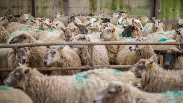 Herd of sheep in a shed during lambing in winter, Roscommon, Ireland.
