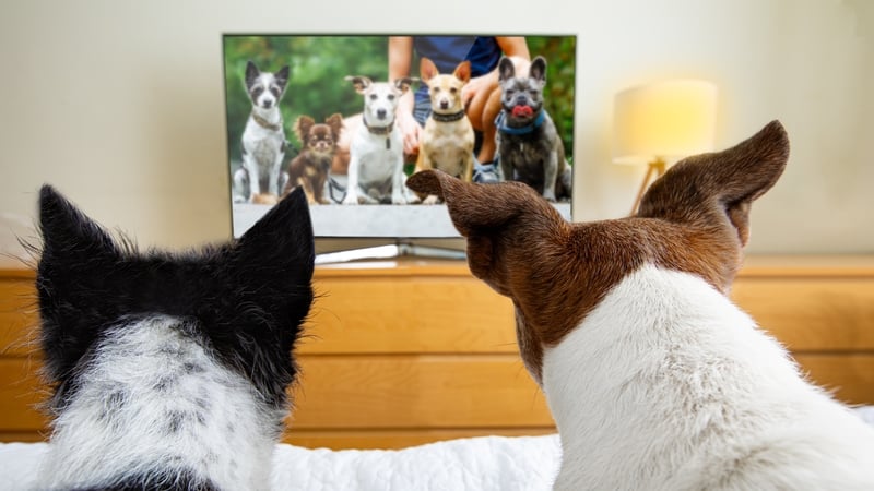 two dogs sit in front of a television