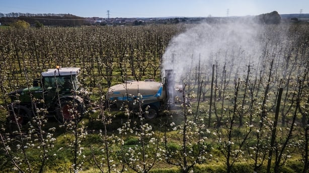 A farmer sprays an insecticide over a field of pear trees near Lleida, Spain