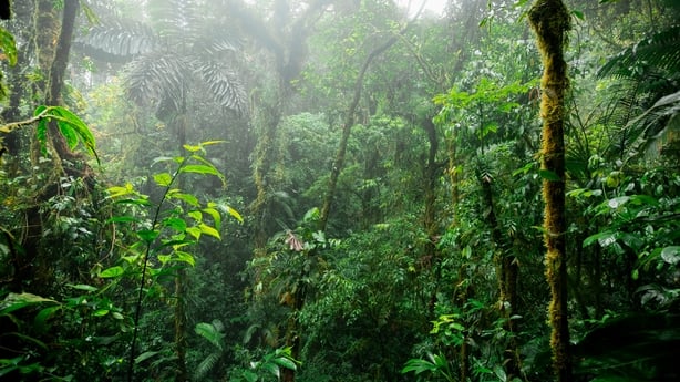 Lush tropical rainforest landscape in Costa Rica featuring dense green vegetation, humid atmosphere, and rich biodiversity typical of Central American rainforests. Natural environment with vibrant foliage and untouched wilderness.