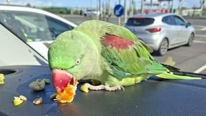 Carpark Parrot prompts search for owner show image