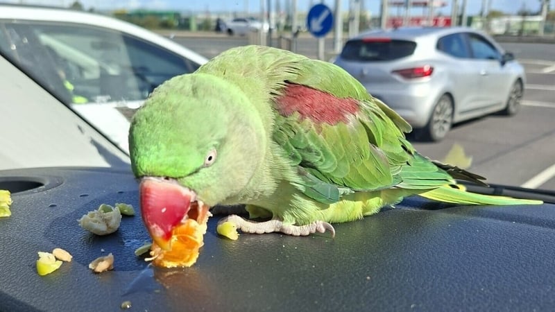 a parrott eats nuts as it sits on top of a car