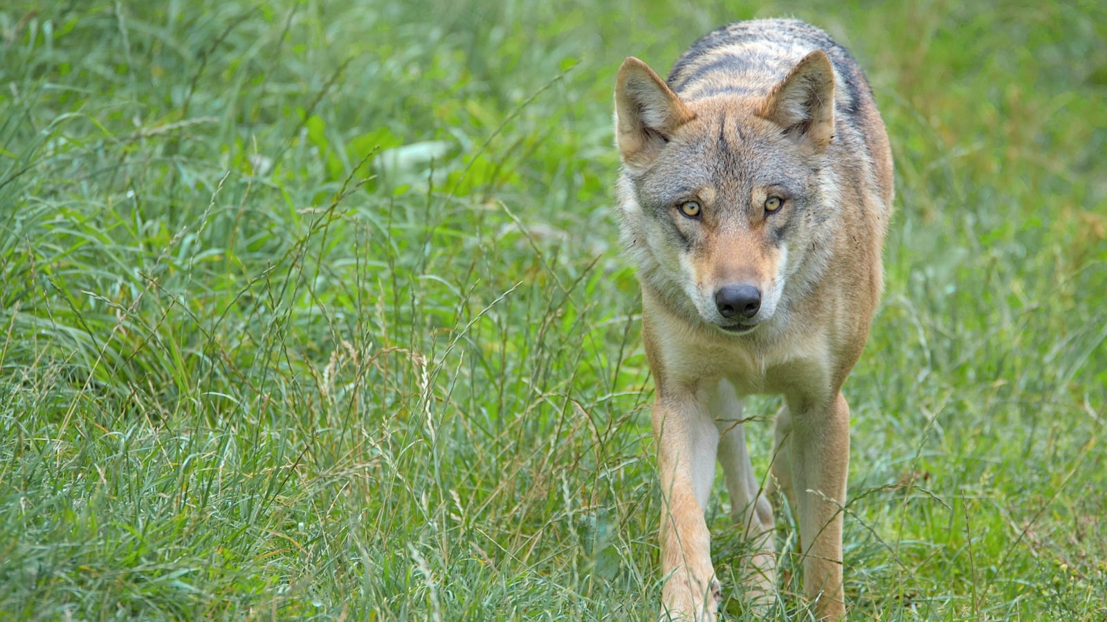 Wolf that bit woman in Germany released back into wild