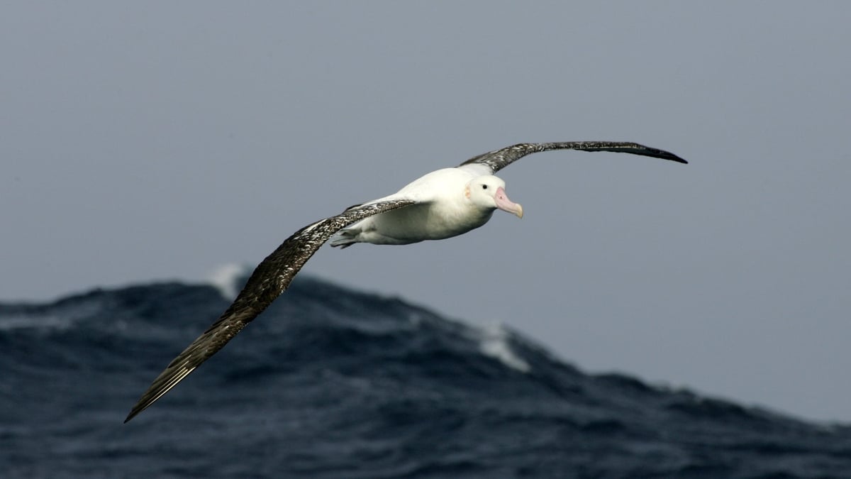 Trying To Save New Zealand’s Albatrosses From Extinction
