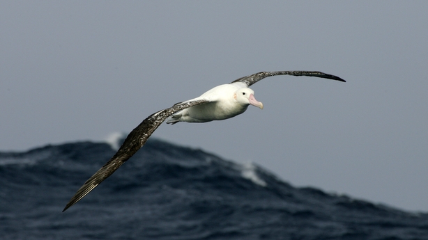 Photo prise le 01 juillet 2007 de deux albatros dans les mers Australes au large de l'archipel des Crozet. AFP PHOTO MARCEL MOCHETTwo albatross are pictured on the Austral seas off the archipelago of Crozet. 01 July 2007. AFP PHOTO MARCEL MOCHET (Photo by MARCEL MOCHET / AFP)