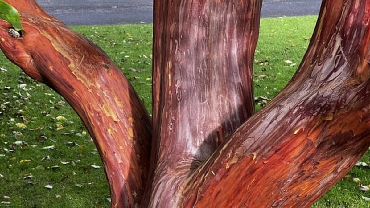 Terry Has A Tree-mendous Time At The National Botanic Gardens