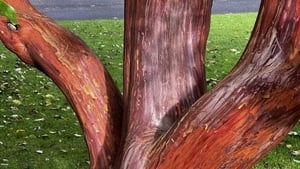 Terry Has A Tree-mendous Time At The National Botanic Gardens show image