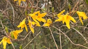 Suaimhneas show image