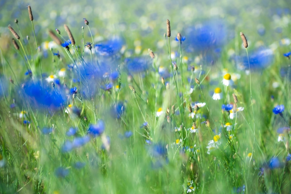 Wildflowers to attract wildlife