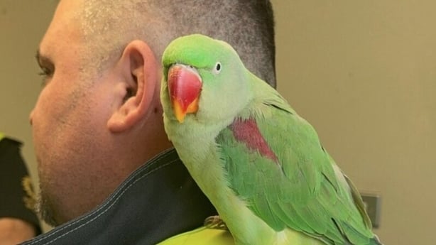 Parrot Lola on her owner's shoulder