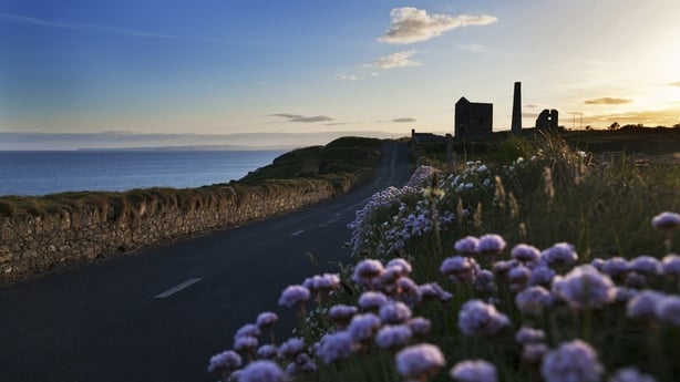 Seapink lining the country road near the Copper mines,.Copper Coast Geopark,.County Waterford, Ireland