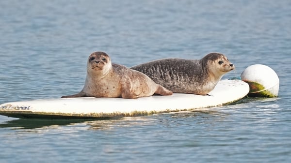Two seals laying on surfboard in Dungarvan estuary in Dungarvan, Co Waterford.
