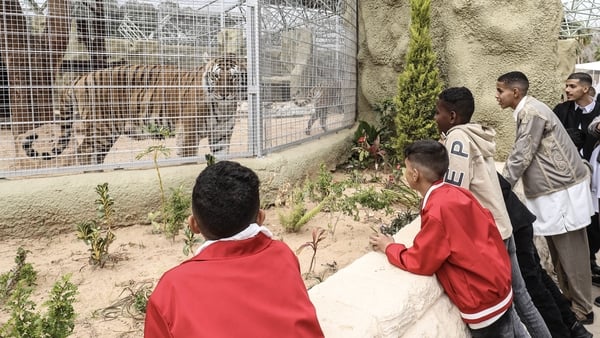Visitors look at a tiger in the Tripoli zoo after its reopening on the first day of the Eid al-Fitr holiday