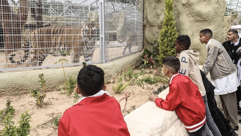 Visitors look at a tiger in the Tripoli zoo after its reopening on the first day of the Eid al-Fitr holiday