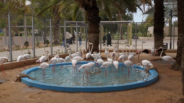 A view of the Tripoli Zoo that reopened on the first day of Eid al-Fitr after nearly 16 years