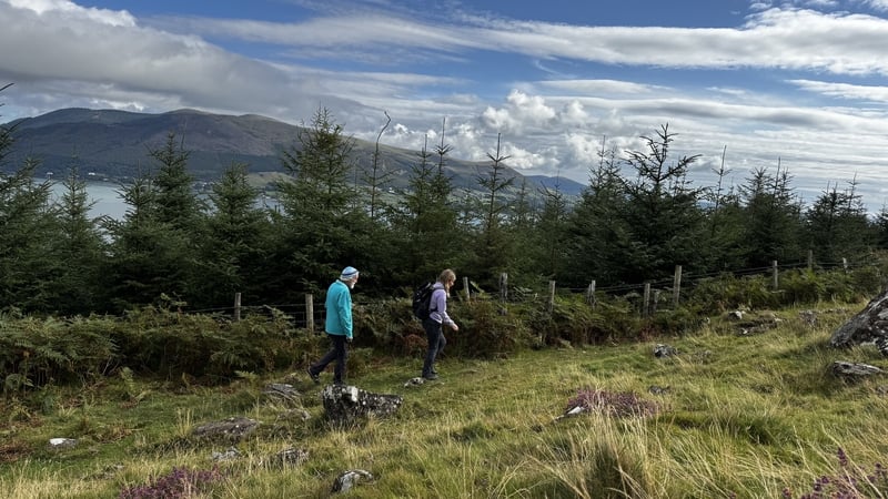 Tracks & Trails: Slieve Foye Forest Park to medieval Carlingford