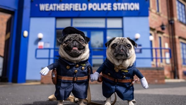 Pugs Lilly and Lulu on the Coronation Street cobbles in Manchester. Photo: James Speakman/PA Media Assignments