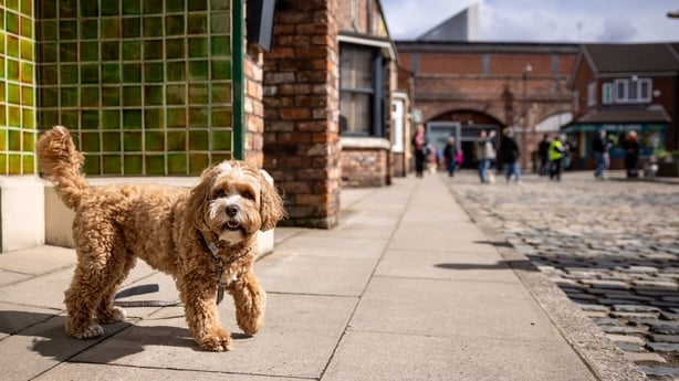 Harry the Cavapoo on the Coronation Street cobbles in Manchester. Photo: James Speakman/PA Media Assignments