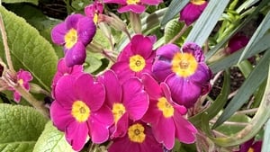 Suaimhneas show image