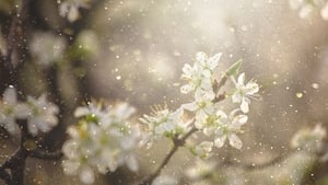 Climate change making pollen season last longer show image