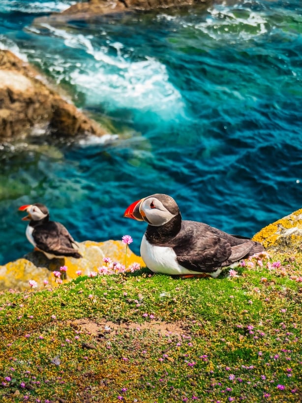 puffins on saltee islands