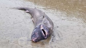 Greenland Shark Washes Up On Irish Coast For First Time show image