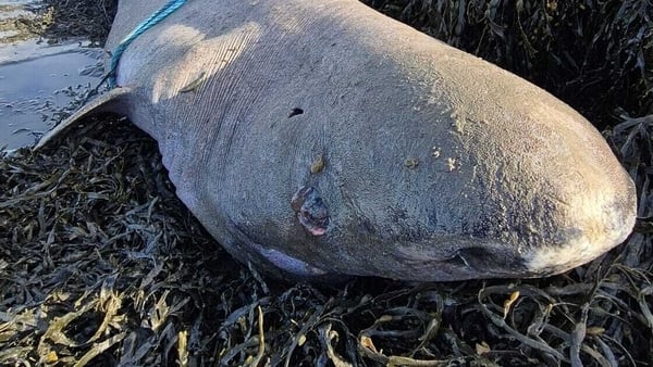 The Greenland shark was found in Co Sligo (Credit: James Winters O Donnell)