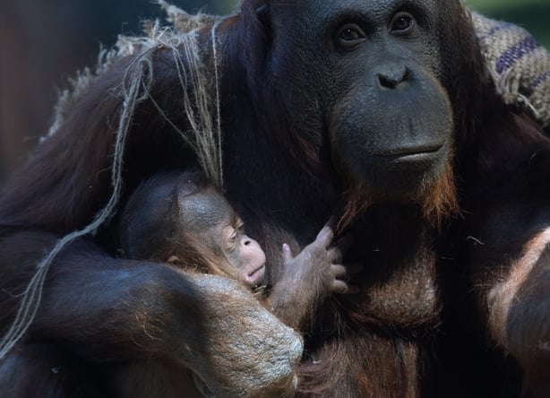 Surya, a female Bornean orangutan (Pongo pygmaeus), cradles her newborn on April 15, 2026 at the Madrid Zoo Aquarium, in Madrid.